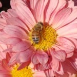 the_bee_and_the_flower_204010